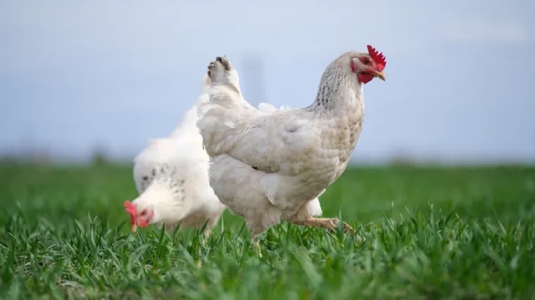 [KVIZ] Koliko znaš o peradi?