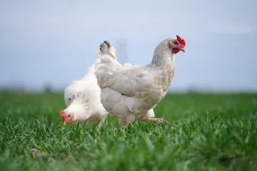 [KVIZ] Koliko znaš o peradi?
