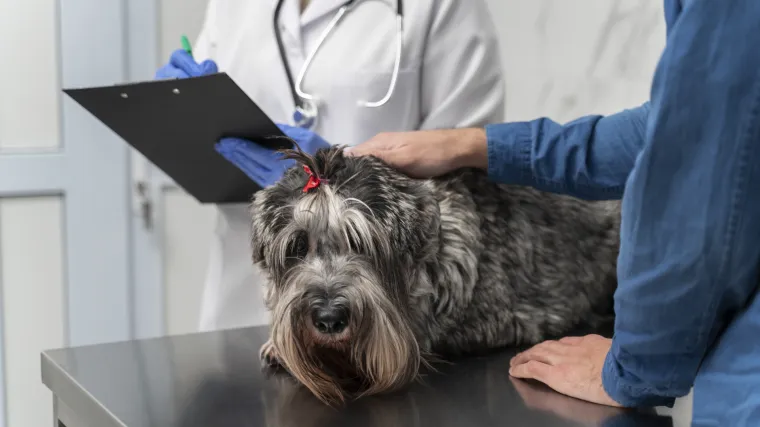 Opasnost se skriva u kuhinji, a ovo su znakovi da se vaš pas otrovao hranom