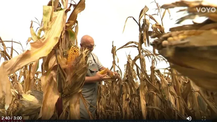 Na području gdje hara svinjska kuga berba kukuruza pod posebnim uvjetima: Na što moraju pripaziti ratari?