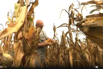 Na području gdje hara svinjska kuga berba kukuruza pod posebnim uvjetima: Na što moraju pripaziti ratari?