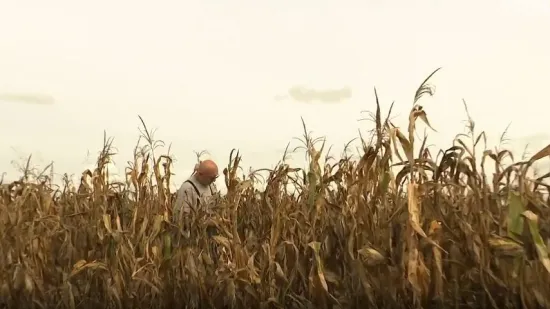 Novi izazov za hrvatske poljoprivrednike: Kukuruz pun virusa? 'Mogu postati žarišta'