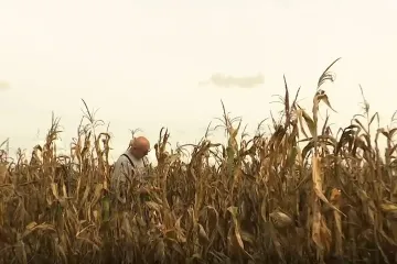 Novi izazov za hrvatske poljoprivrednike: Kukuruz pun virusa? 'Mogu postati žarišta'