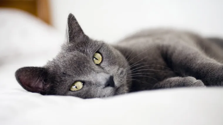 Čak 99% ljudi ovdje ne može pronaći mačku u roku od tri sekunde: Uspijete li, pravi ste detektiv