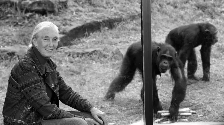 Preminula najveća stručnjakinja za čimpanze Dr. Jane Goodall