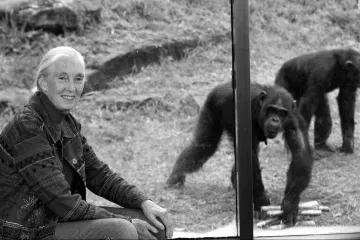 Preminula najveća stručnjakinja za čimpanze Dr. Jane Goodall