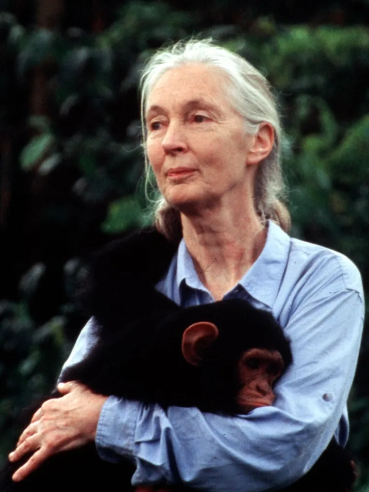 Preminula najveća stručnjakinja za čimpanze Dr. Jane Goodall