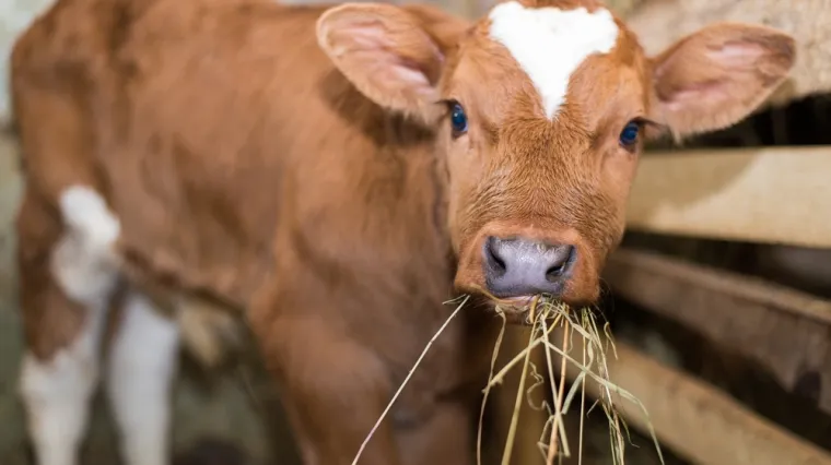 [KVIZ] Koliko znaš o kravama i govedima?