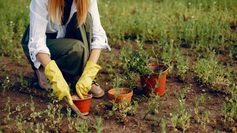 Listopad je mjesec za radove u vrtu: 'Ako to sada ne napravite stvorit će se uvjeti za razvoj bolesti'
