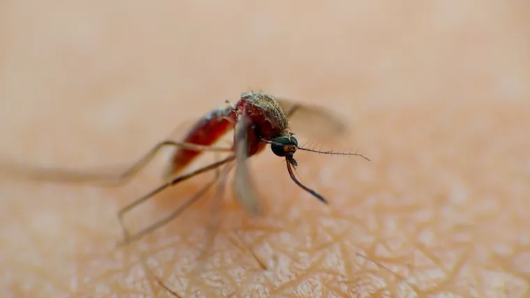 Vrijeme je došlo na naplatu, smrtonosni kukci već su u Europi: 'Mogli bi se nastaniti'