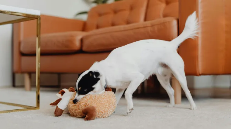 Veterinarka otkrila koji psi najviše vole žvakati što god im se nađe na putu: 'Uživaju u tome'