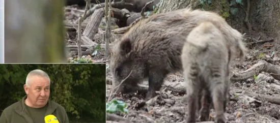 Lovac otkrio detalje o lovu na divlje svinje