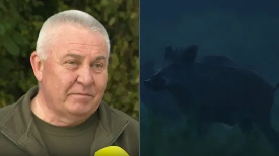 Država daje 100 eura po divljoj svinji, iskusni lovac otkrio kako ih hvataju: 'Dva su načina'