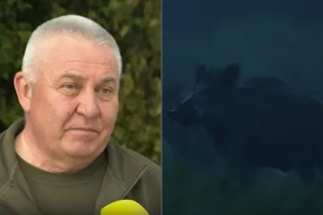 Država daje 100 eura po divljoj svinji, iskusni lovac otkrio kako ih hvataju: 'Dva su načina'