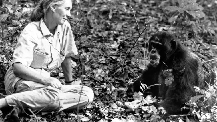 Čimpanze pretvorila u zvijezde znanosti: Jane Goodall dokazala da i one imaju dušu