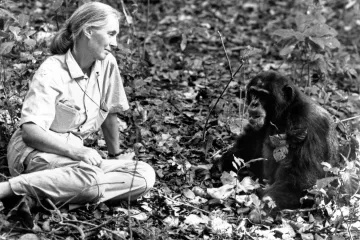 Čimpanze pretvorila u zvijezde znanosti: Jane Goodall dokazala da i one imaju du&scaron;u
