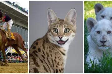 Od kukca, goluba do trkaćeg konja: Ove su najskuplje životinje na svijetu, cijena im je doista paprena