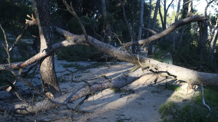 Žestoka bura iščupala bor iz korijena, pa pao na prolaznika: Završio je u bolnici