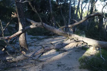 Žestoka bura iščupala bor iz korijena, pa pao na prolaznika: Završio je u bolnici