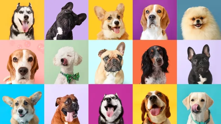 [KVIZ] Samo će pravi ljubitelji pasa imati sve točne odgovore