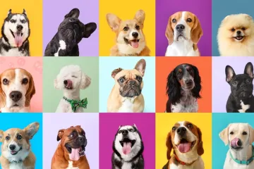 [KVIZ] Samo će pravi ljubitelji pasa imati sve točne odgovore