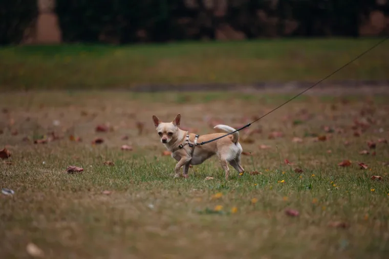 Stručnjak za ponašanje životinja objašnjava zašto su mali psi agresivniji: 'Ovo su krivci'
