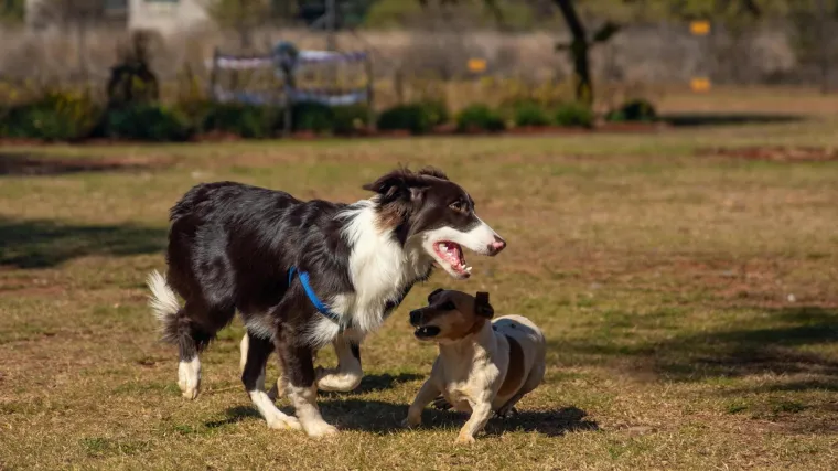 Stručnjak za ponašanje životinja objašnjava zašto su mali psi agresivniji: 'Ovo su krivci'