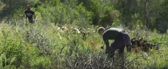 Oživljavaju se pluća Dalmacije: Tisuće novih sadnica na opožarenim padinama