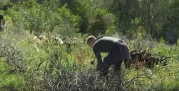 Oživljavaju se pluća Dalmacije: Tisuće novih sadnica na opožarenim padinama