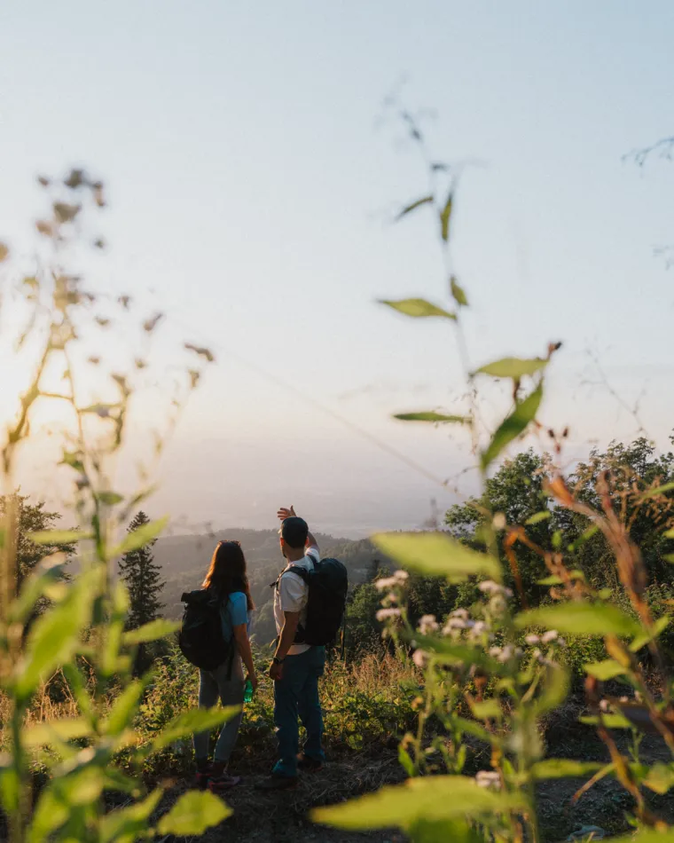 Radenska nastavlja saditi šume ondje gdje su požari ostavili pustoš