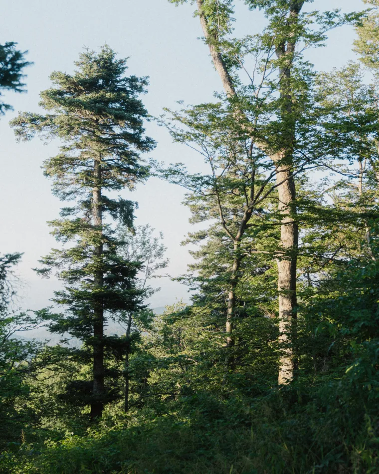 Radenska nastavlja saditi šume ondje gdje su požari ostavili pustoš