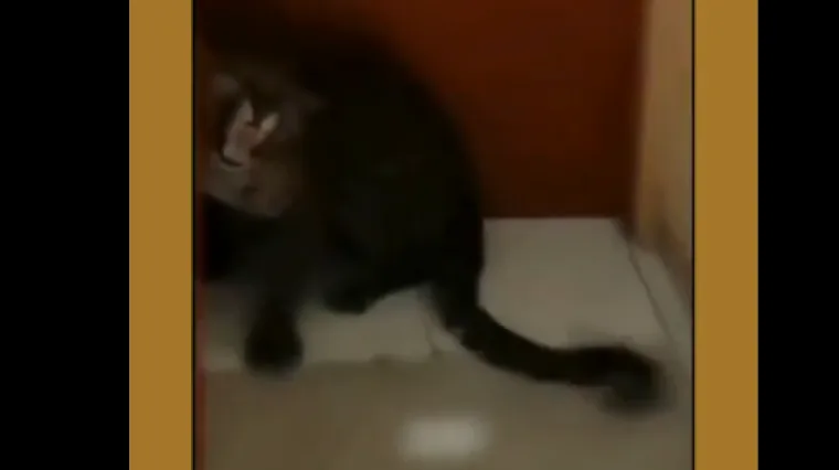 Strava u popularnom ljetovalištu: Leopard ušetao u hotel, pojavila se snimka