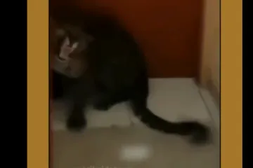 Strava u popularnom ljetovalištu: Leopard ušetao u hotel, pojavila se snimka