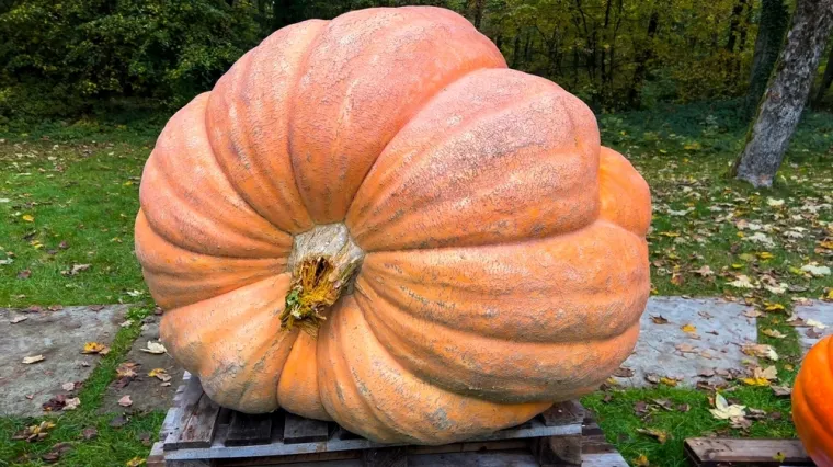 Ovakvu bundevu još niste vidjeli: Uzgojio je pravo čudo teško više od jedne tone!