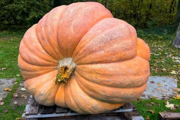 Ovakvu bundevu još niste vidjeli: Uzgojio je pravo čudo teško više od jedne tone!