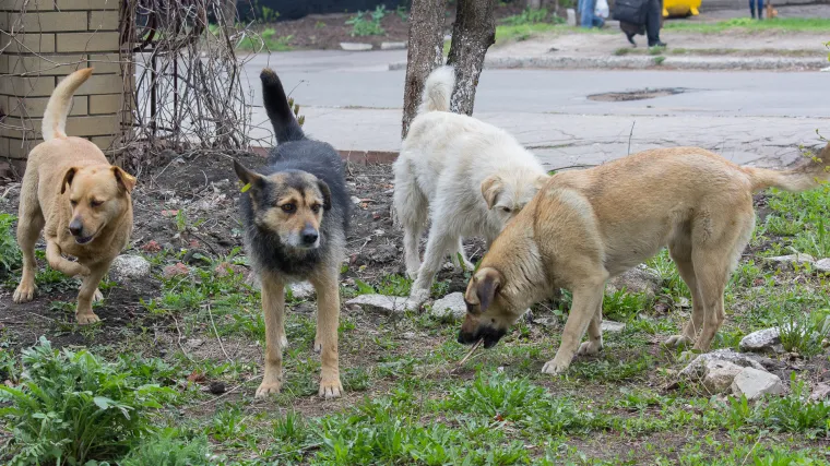 Čopor lutalica ubio dijete (3): 'Krenuo je baki, a onda ga je zgrabilo 20-30 pasa'