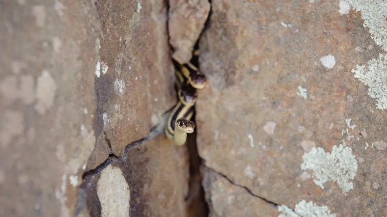 Pronaći zmiju ovdje je lutrija: Mnogi nisu uspjeli, a ako je vi vidite imate oko pravog detektiva