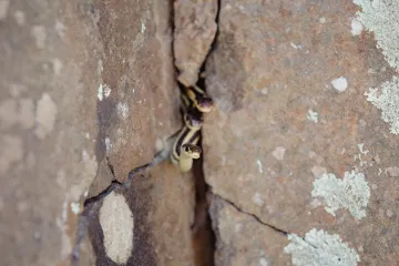 Pronaći zmiju ovdje je lutrija: Mnogi nisu uspjeli, a ako je vi vidite imate oko pravog detektiva