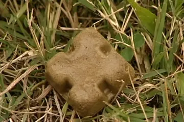 Oprez! Ovi kolačići bit će diljem Hrvatske, ali ni slučajno ih nemojte dirati: Znate li zašto?