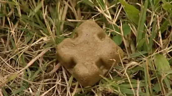 Počinje velika zračna akcija protiv bjesnoće: Pripazite na kolačiće koji padaju s neba