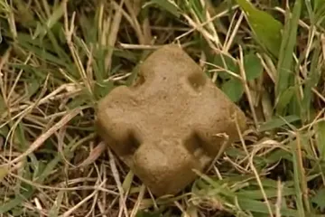 Počinje velika zračna akcija protiv bjesnoće: Pripazite na kolačiće koji padaju s neba