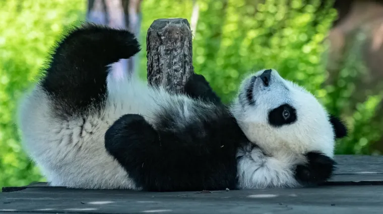 [KVIZ] Kakvo je tvoje znanje o pandama?