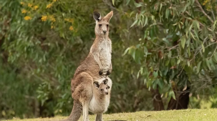 [KVIZ] Kakvo je tvoje znanje o životinjama Australije?