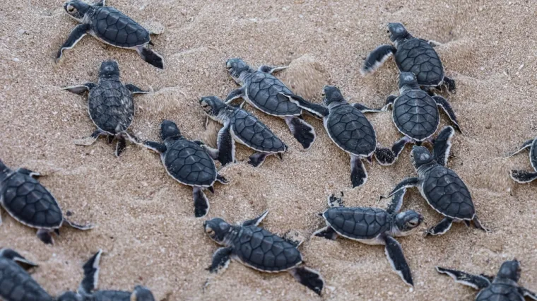 [KVIZ] Jesi li pravi stručnjak za gmazove?