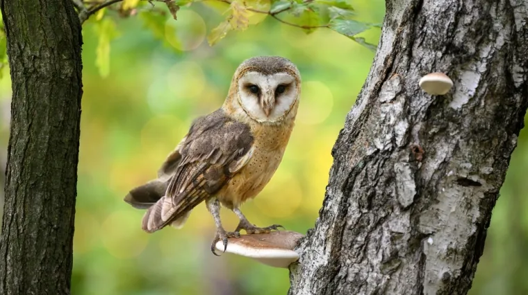 Mnogima je trebalo čak nekoliko minuta da bi ovdje uočili sovu: Ako vi uspijete, imate snajperski vid