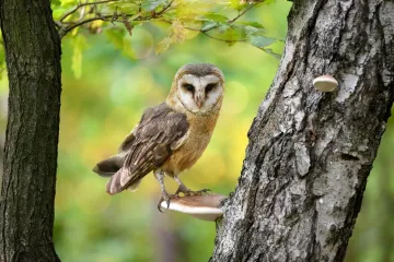 Mnogima je trebalo čak nekoliko minuta da bi ovdje uočili sovu: Ako vi uspijete, imate snajperski vid