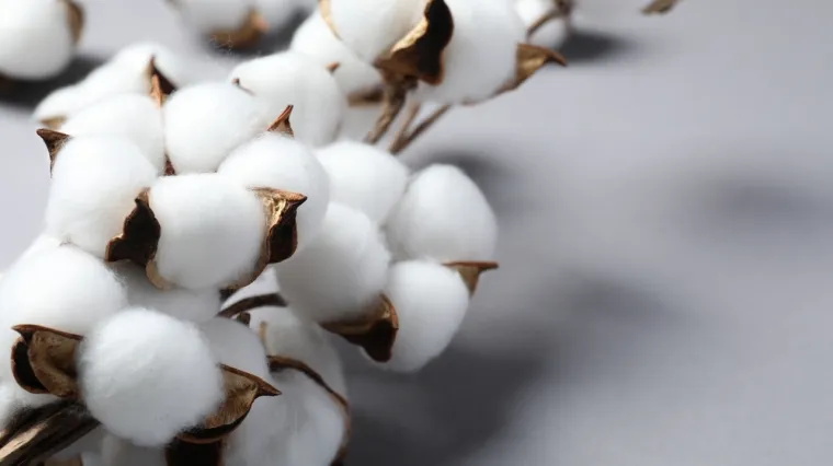 [KVIZ] Koliko znaš o pamuku?