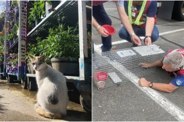 Potraga dronom sa sretnim završetkom: Izgubljena mačka pronađena 145 kilometara dalje od doma