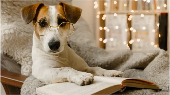 Top 20 najinteligentnijih pasmina: Provjerite je li vaš pas na ljestvici psećih genijalaca