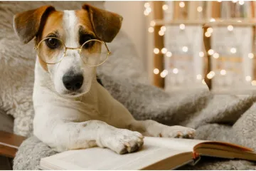 Top 20 najinteligentnijih pasmina: Provjerite je li vaš pas na ljestvici psećih genijalaca